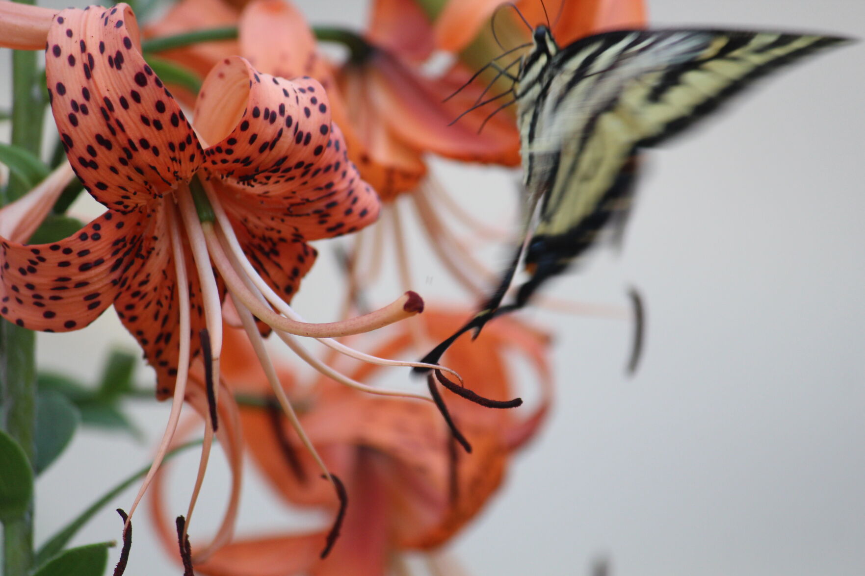 Winged friend